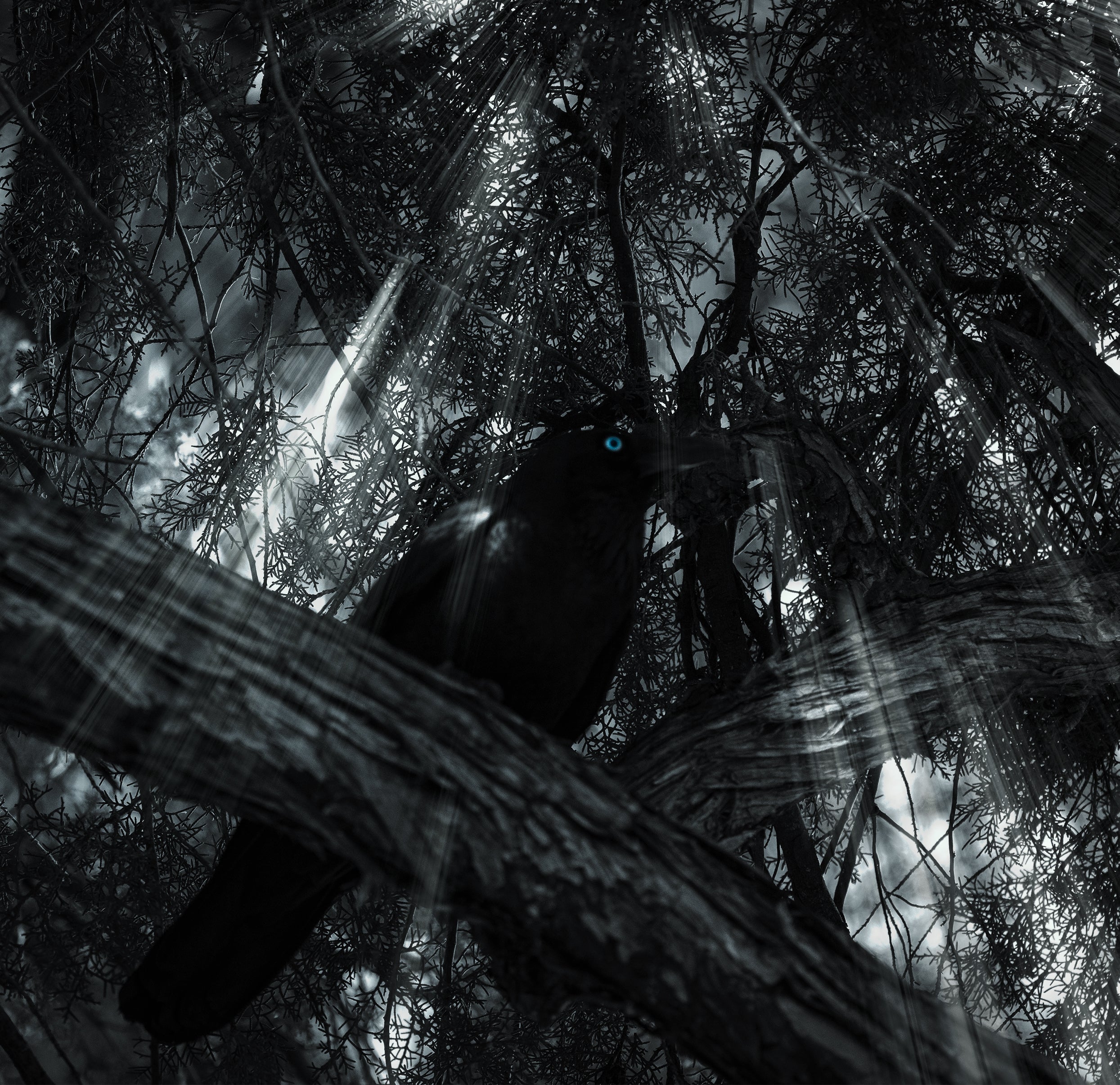 Expert Tips For Black & White Photos