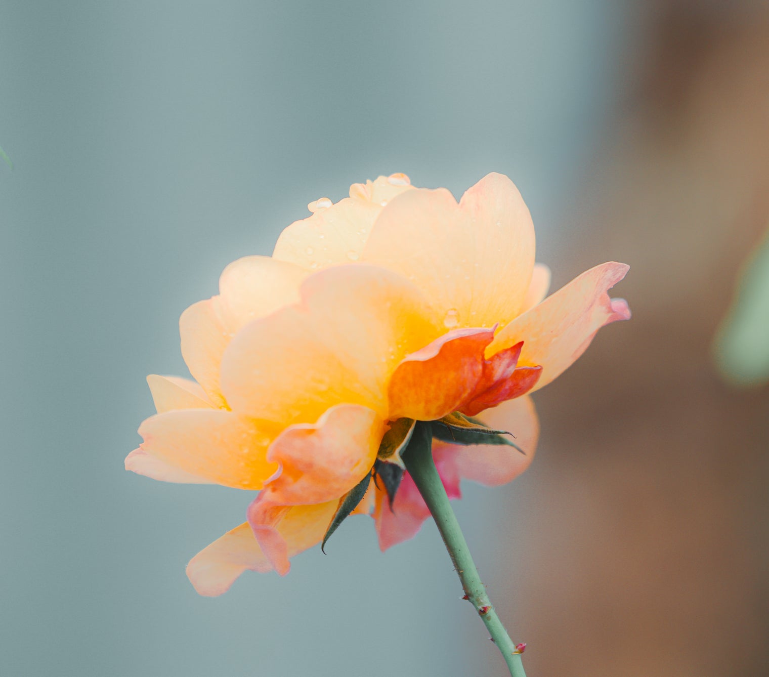 Smartphone Vs Pro Camera: Flower Edition